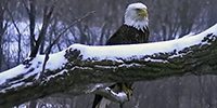 Eagle Valley Flyway