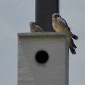 Grassland Birds