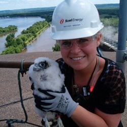 Banding falcons at Xcel Energy