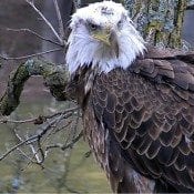 Intruder at Decorah North Nest