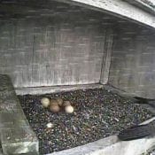 Six falcon eggs at Xcel's Sherco Plant