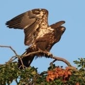 Bald eagle D25 preparing for takeoff in Decorah, Iowa