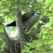 Adult Mississippi Kite