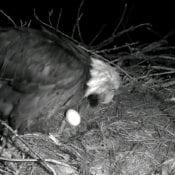 Decorah Mom and the first egg of 2017