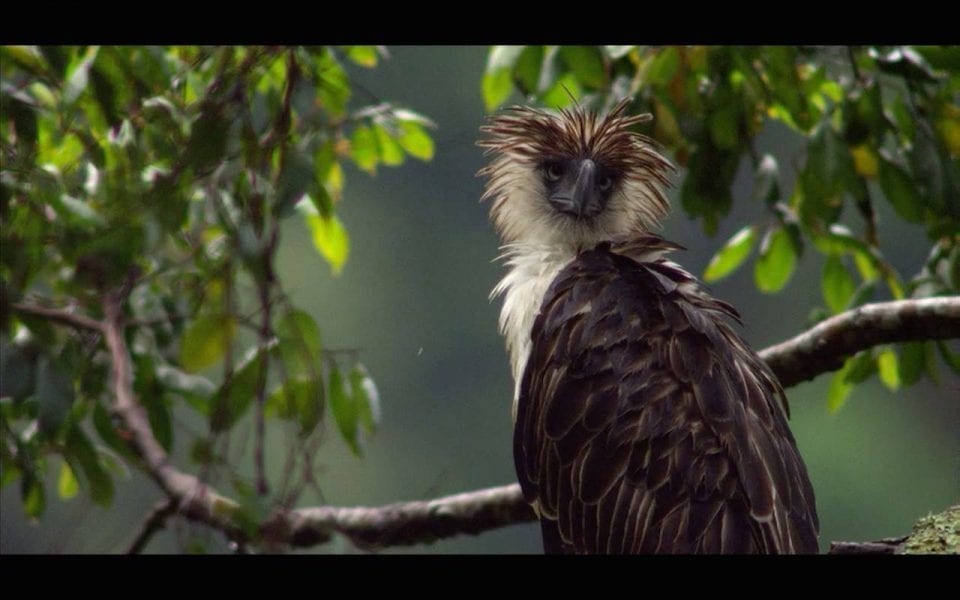 Philippine Eagle Cam