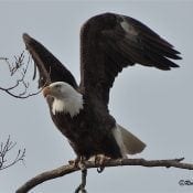 Dad Decorah. Photo by Robin Brumm