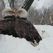 The couple that launched the wildlife streaming revolution. Mom & Dad on Dad's last day in April of 2018