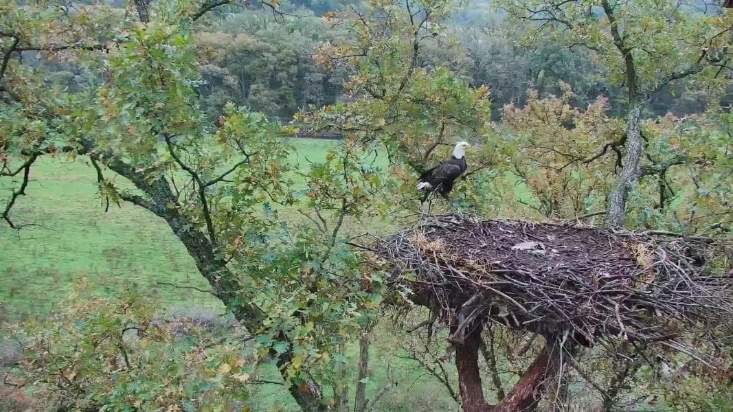 Adult Bald Eagle at DNN