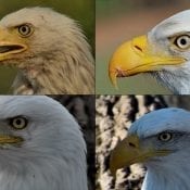Eagle Heads