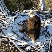 10/15/18: Male eagle at N2B