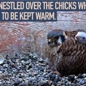 12/28/18: American Kestrels - Periscope Up!