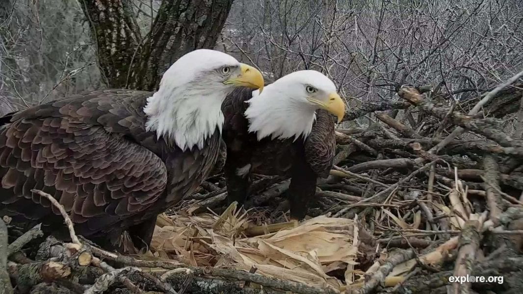 Decorah Bald Eagles