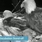 2018 Memory one: Incubation stand-off!