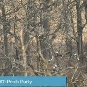 December 23, 2018: Eagles and more Eagles at the Decorah North nest