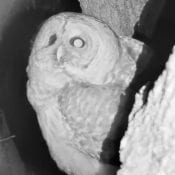 1/10/19: Barred Owl at the Decorah North Nest