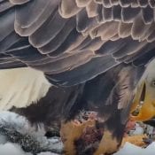 January 22, 2019: Female eagle DNF eats a squirrel on the North Nest