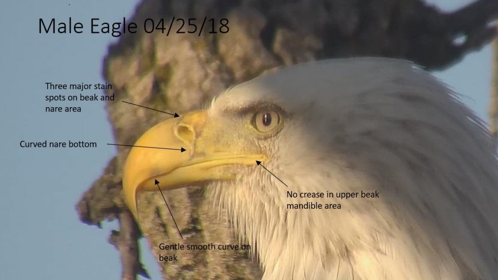 Decorah Male Eagle (DM) on April 25, 2018