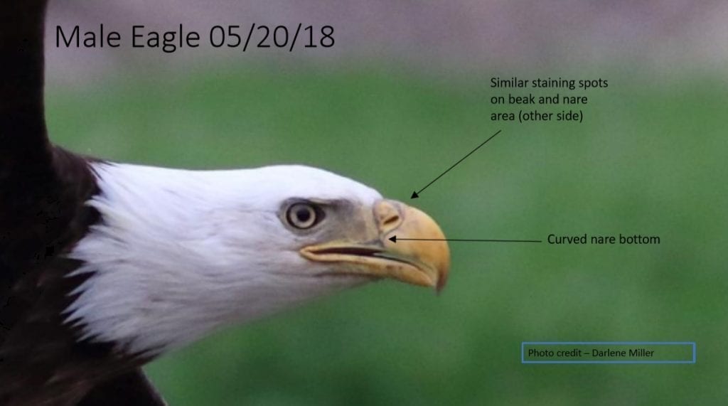 Decorah Male Eagle (DM) on May 20, 2018