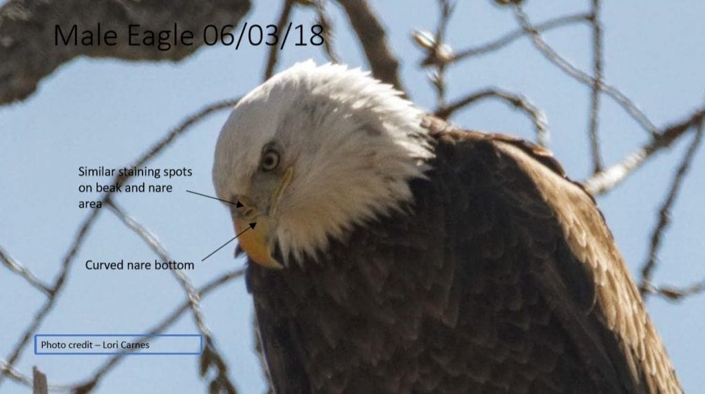 Decorah Male Eagle (DM) on June 3, 2018