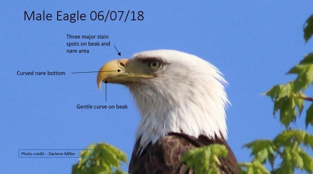 Decorah Male Eagle (DM) on June 7, 2018