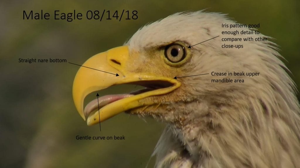 Decorah unnamed male eagle 2 on August 14, 2018
