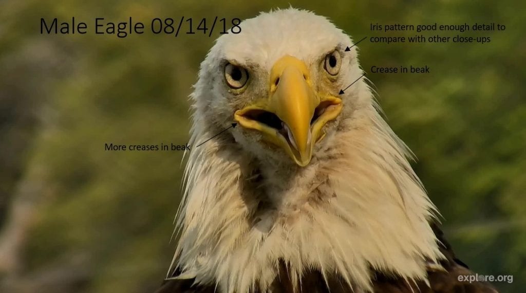 Decorah unnamed male eagle 2 on August 14, 2018