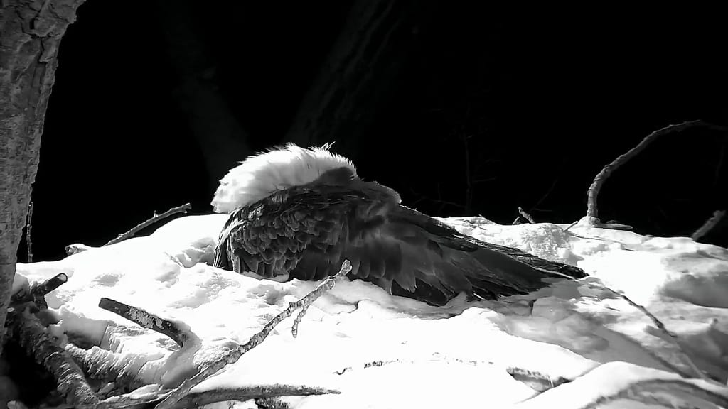 raptorresource