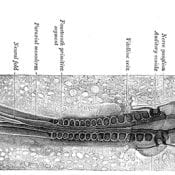 An embryonic bird in very early stages of development. It has a top, bottom, front, back, left and right sides, and layers.