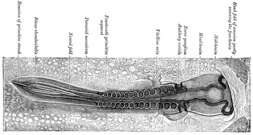 An embryonic bird in very early stages of development. It has a top, bottom, front, back, left and right sides, and layers.