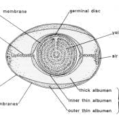 An egg in cross section, modified from Romanoff and Romanoff, 1949