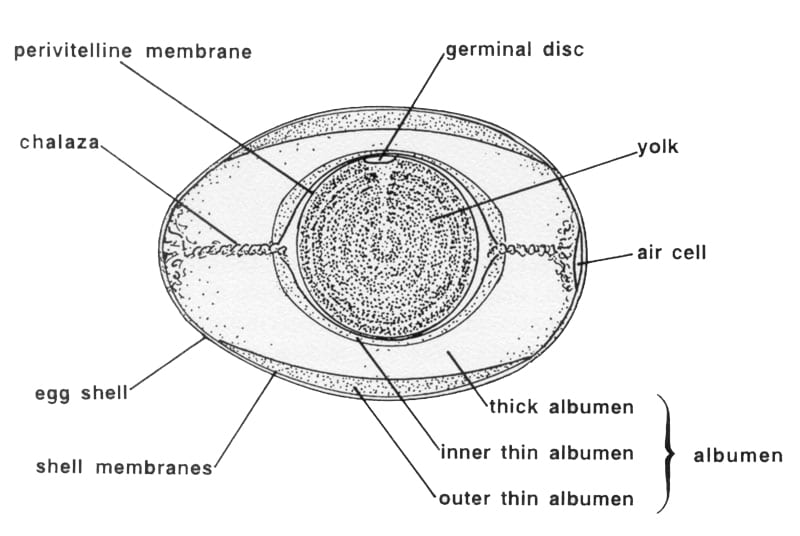 An egg in cross section, modified from Romanoff and Romanoff, 1949