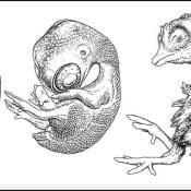 Development of an avian embryo