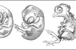 Development of an avian embryo