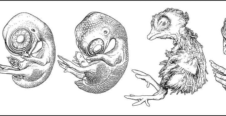 Development of an avian embryo