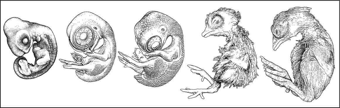 Development of an avian embryo