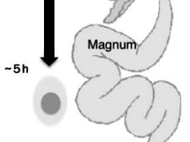 The magnum