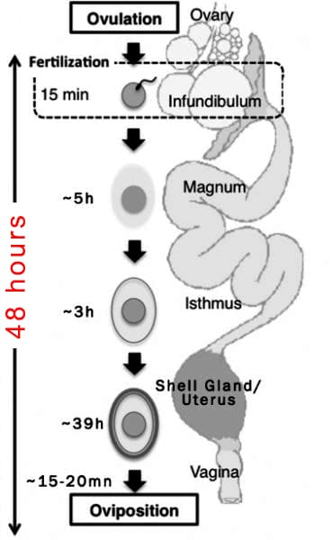 A female eagle's reproductive system