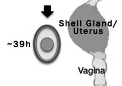 The Shell Gland