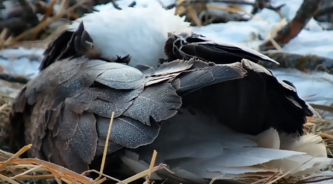 03/07/19: Fabulous frosty feathers at the North nest