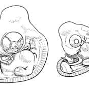 Chicken embryos roughly 25% of the way to hatch