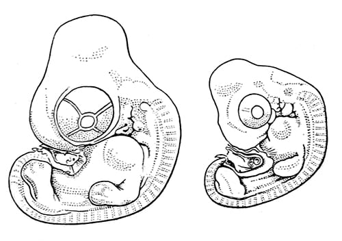 Chicken embryos roughly 25% of the way to hatch