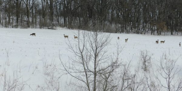 March 2, 2019: Deer in the field