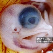 This chicken embryo is roughly equivalent to an eaglet at about 13 days. We can see the bony plate around its eyes, long folded limbs, rudimentary feet and 'hands', feather germs, and oversized head. Next up: feathers and scales!