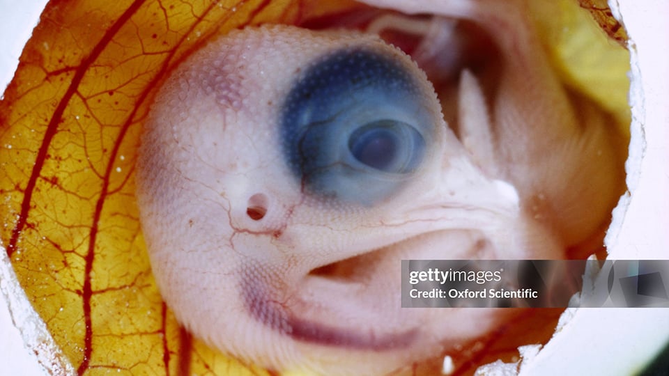 This chicken embryo is roughly equivalent to an eaglet at about 13 days. We can see the bony plate around its eyes, long folded limbs, rudimentary feet and 'hands', feather germs, and oversized head. Next up: feathers and scales!