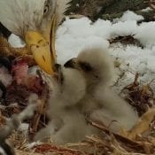 April 10, 2019: A snowy day at both Decorah nests!