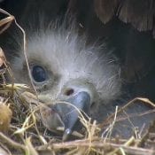 04/18/19: Eaglets