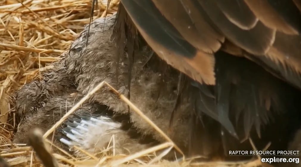 April 30, 2019: Emerging flight feathers on a 26-day old eaglet (D32)
