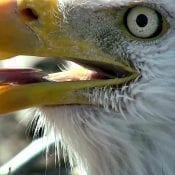 April 5, 2019: An eagle's tongue