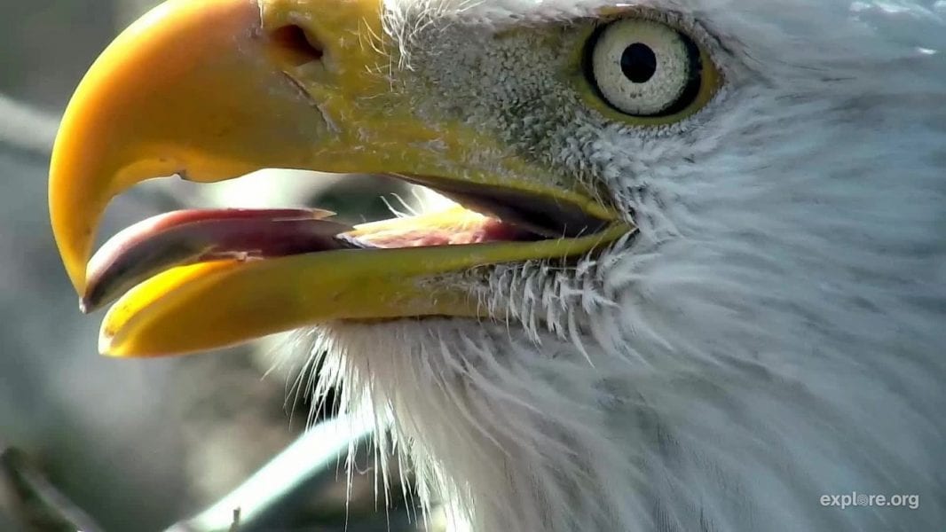 April 5, 2019: An eagle's tongue