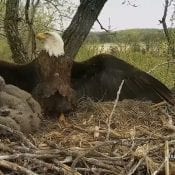 May 6, 2019: Mom providing shade to the eaglets.